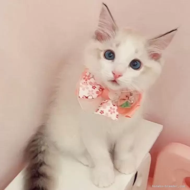 ID：2506-03566の子猫