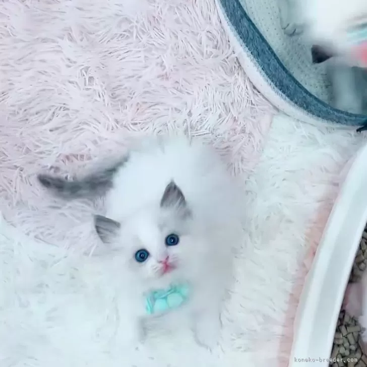 ID：2412-01008の子猫