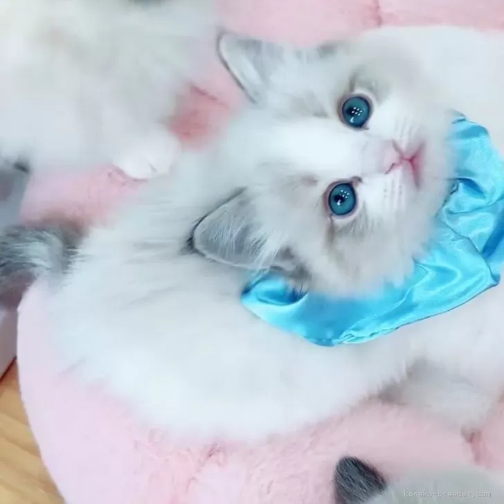 ID：2502-00913の子猫