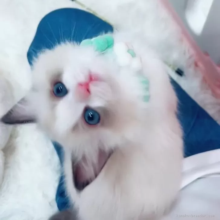 ID：2412-00942の子猫