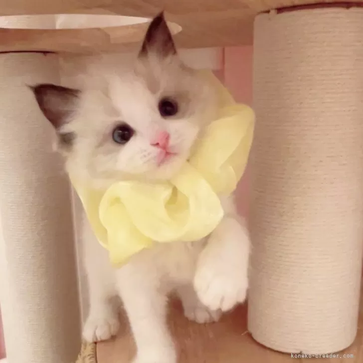 ID:2503-00877の子猫