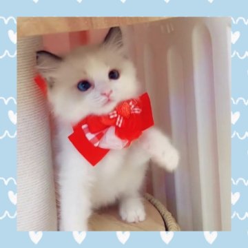 ラグドール【京都府・男の子・2025年4月9日・シールポイントバイカラー】の写真「現在CMで活躍中の子も在籍中✨海外血統！」