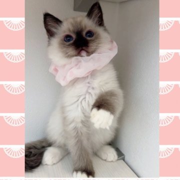 ラグドール【京都府・女の子・2025年6月16日・シールポイントミテッド】の写真「✨海外血統✨お目めがまん丸で可愛い女の子です💕」