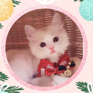 ラグドール【京都府・女の子・2025年10月15日・シールリンクスポイントバイカラー】の写真「海外血統の天使すぎるラグちゃん💕パパペットモデル」