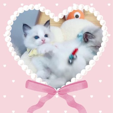 ラグドール【京都府・男の子・2025年1月2日・シールポイントバイカラー】の写真「幸せを運んでくるキャンドルテールのシッポの持ち主✨」
