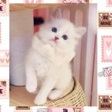 ラグドール【京都府・女の子・2025年1月2日・ブルーリンクスポイントバイカラー】の写真「🐈ペットモデル業界御用達キャッテリー✨」