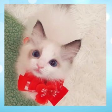 ラグドール【京都府・男の子・2025年4月9日・シールポイントバイカラー】の写真「サマーキャンペーン特別価格‼️✨海外血統‼️」