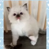 ラグドール