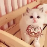 ラグドール【京都府・男の子・2025年6月16日・ブルーポイントバイカラー】の写真1