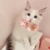 ラグドール【京都府・女の子・2025年5月2日・シールリンクスポイントバイカラー】の写真1