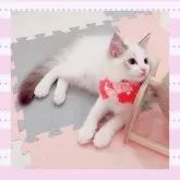 ラグドール