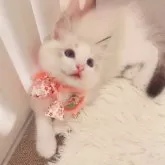 ラグドール【京都府・女の子・2025年5月2日・シールリンクスポイントバイカラー】の写真5