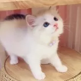 ラグドール【京都府・男の子・2025年5月2日・シールリンクスポイントバイカラー】の写真10