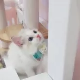 ラグドール【京都府・男の子・2025年5月2日・シールリンクスポイントバイカラー】の写真5