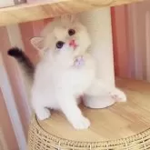 ラグドール【京都府・男の子・2025年5月2日・シールリンクスポイントバイカラー】の写真8