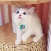 ラグドール【京都府・男の子・2025年5月2日・シールリンクスポイントバイカラー】の写真11