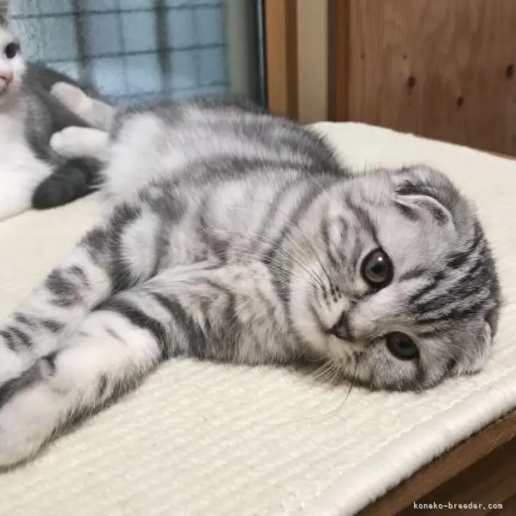 ID：2212-01586の子猫