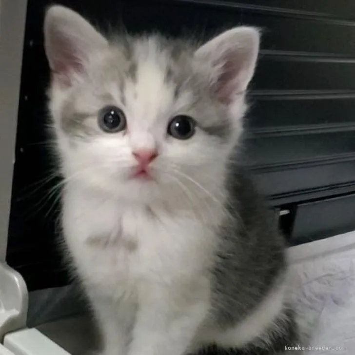 ID：2212-01577の子猫