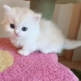 ミヌエット(短足)【埼玉県・男の子・2025年7月2日・クリーム&ホワイト(ロングヘアー)】の写真1「他の兄弟より少し小さいです。」