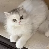 ミヌエット(長足)