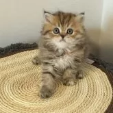 ミヌエット(長足)【埼玉県・女の子・2025年8月22日・ブラックタビー】の写真1「ご飯は大好きな女の子です。」