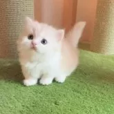 ミヌエット(短足)【埼玉県・男の子・2025年7月2日・クリーム&ホワイト(ロングヘアー)】の写真2