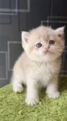 ブリティッシュショートヘア【埼玉県・男の子・2026年5月18日・クリーム系】の写真2