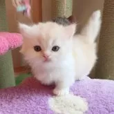 ミヌエット(短足)【埼玉県・男の子・2025年7月2日・クリーム&ホワイト(ロングヘアー)】の写真4