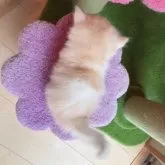 ミヌエット(短足)【埼玉県・男の子・2025年7月2日・クリーム&ホワイト(ロングヘアー)】の写真5