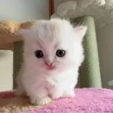 ミヌエット(短足)【埼玉県・男の子・2025年7月2日・クリーム&ホワイト(ロングヘアー)】の写真6