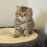 ミヌエット(長足)【埼玉県・女の子・2025年8月22日・ブラックタビー】の写真6