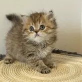 ミヌエット(長足)【埼玉県・女の子・2025年8月22日・ブラックタビー】の写真7