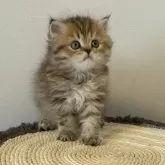 ミヌエット(長足)【埼玉県・女の子・2025年8月22日・ブラックタビー】の写真8