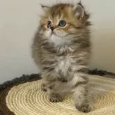 ミヌエット(長足)【埼玉県・女の子・2025年8月22日・ブラックタビー】の写真9