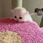 ミヌエット(短足)【埼玉県・男の子・2025年7月2日・クリーム&ホワイト(ロングヘアー)】の写真9