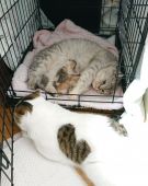 スコティッシュフォールド【・男の子・2017年12月1日・ブラウンタビー&ホワイト】「子育てに参加(見守り)ハート❤️模様も チラリ｡」