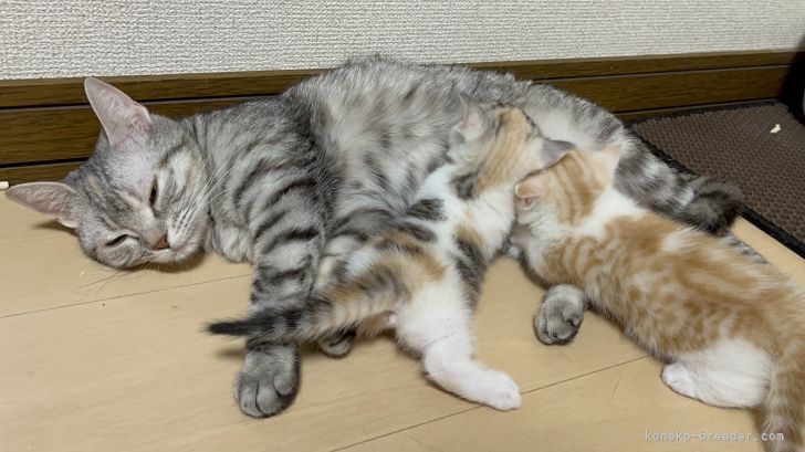 宮崎　理紗(みやざき　りさ)ブリーダー(埼玉県・マンチカンなど・KCP/KCC登録)の紹介写真2