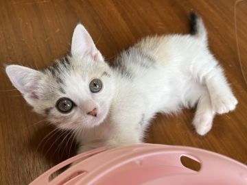 マンチカン(短足)【埼玉県・女の子・2022年3月23日・キャリコ】の写真「お転婆な女の子」