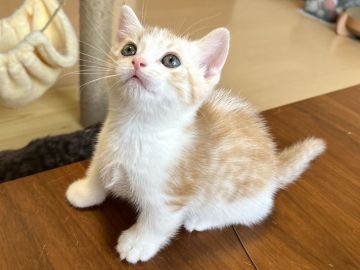 マンチカン(短足)【埼玉県・男の子・2022年3月23日・レッドタビー&ホワイト】の写真「元気いっぱいな男の子」