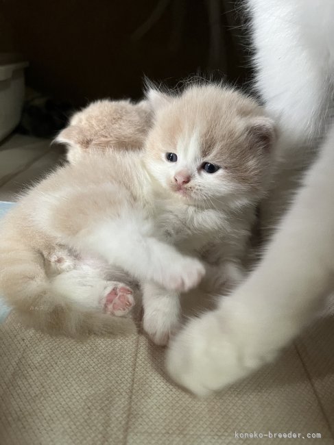 可愛い子猫います｜金子　有希(かねこ　あき)ブリーダー(愛知県・スコティッシュフォールドなど・ACC登録)の紹介写真4
