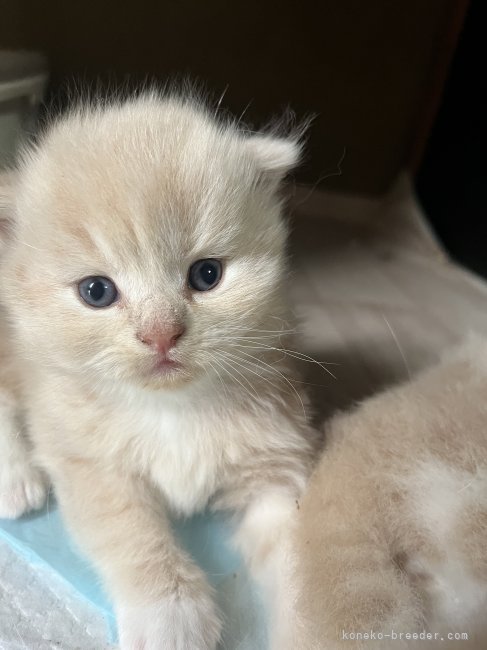 ライオンみたいなお顔｜金子　有希(かねこ　あき)ブリーダー(愛知県・スコティッシュフォールドなど・ACC登録)の紹介写真5