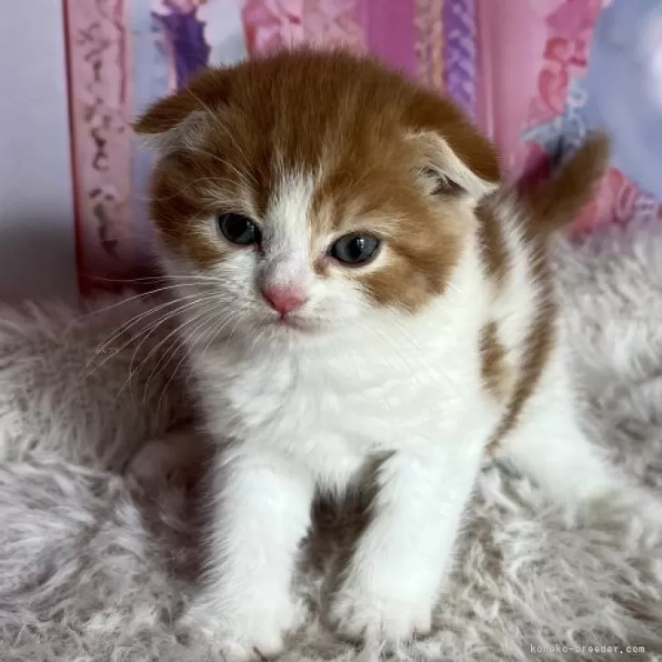 ID:2411-01800の子猫