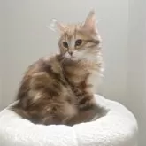 サイベリアン【神奈川県・女の子・2025年6月16日・ブラウンクラッシックタビー&ホワイト】の写真9