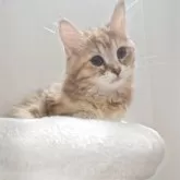 サイベリアン【神奈川県・女の子・2025年6月16日・ブラウンクラッシックタビー&ホワイト】の写真7