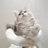 サイベリアン【神奈川県・女の子・2025年6月16日・ブルーパッチドタビー】の写真5