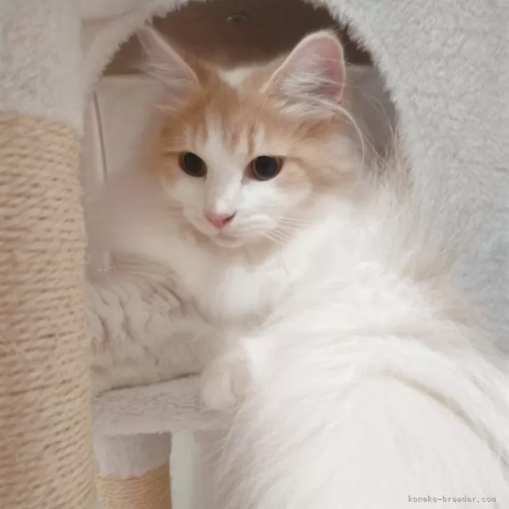 M.N 様のお迎えした子猫