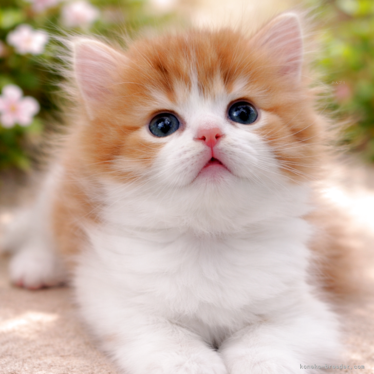 ブリーダー画像