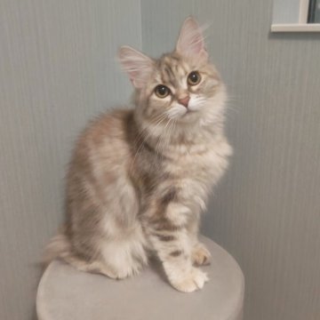 サイベリアン【神奈川県・女の子・2025年6月16日・シルバーパッチドタビー】の写真「とっっても人懐っこくて甘えんぼな女の子🎀」