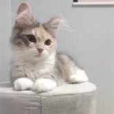 サイベリアン