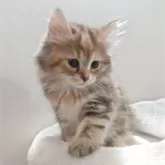 サイベリアン